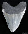 Highly Serrated Inch Megalodon Tooth #2824-2